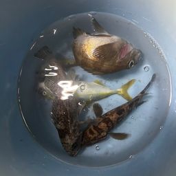 メバル