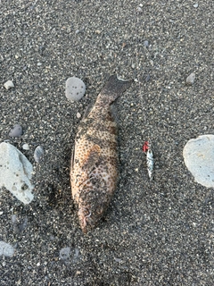 オオモンハタの釣果