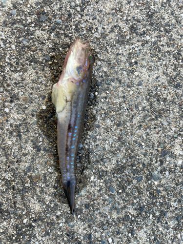 マハゼの釣果