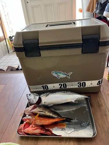 ソウダガツオの釣果