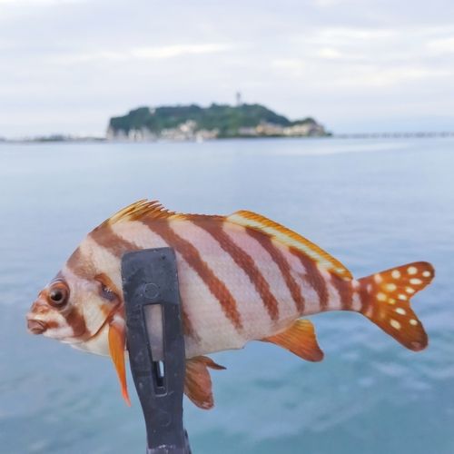 タカノハダイの釣果