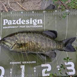 スモールマウスバス