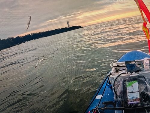 アカカマスの釣果