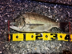 チヌの釣果