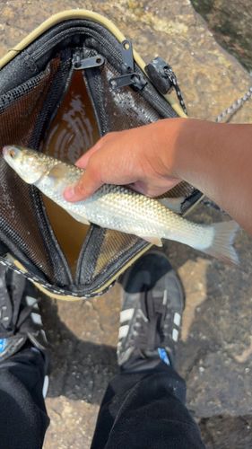 メナダの釣果