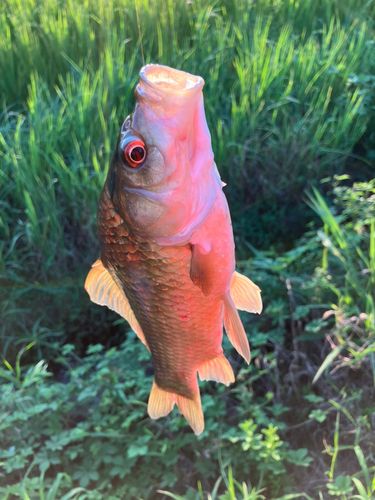 マブナの釣果