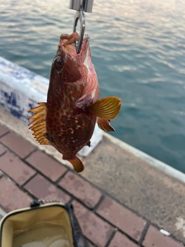 釣果