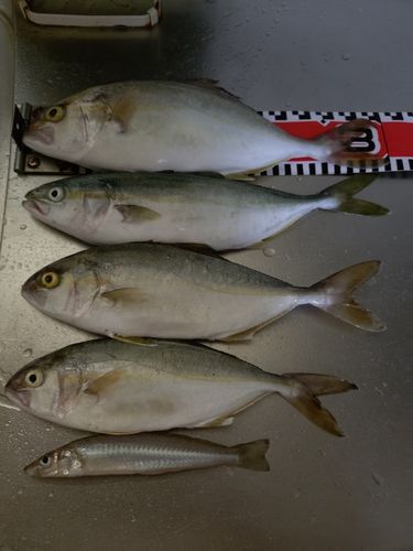 ショゴの釣果