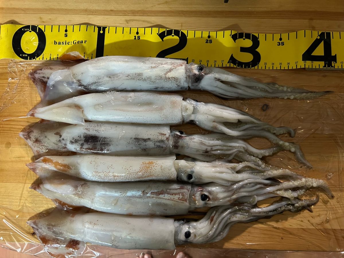 叶ゆずゆずさんの釣果 1枚目の画像