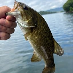 スモールマウスバス