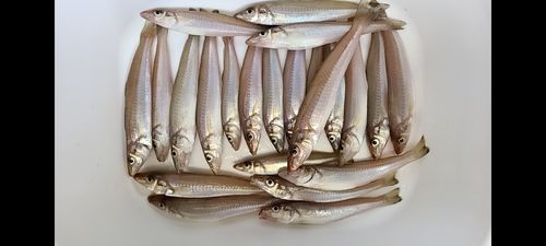 シロギスの釣果