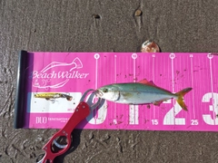 ツバスの釣果