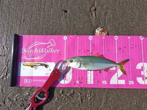 ツバスの釣果