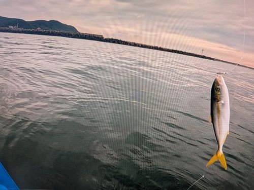 ワカシの釣果