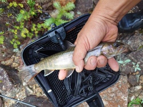 ニッコウイワナの釣果