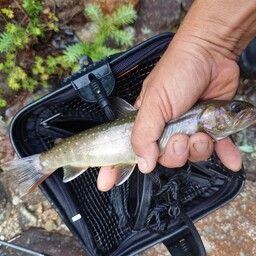 ニッコウイワナ