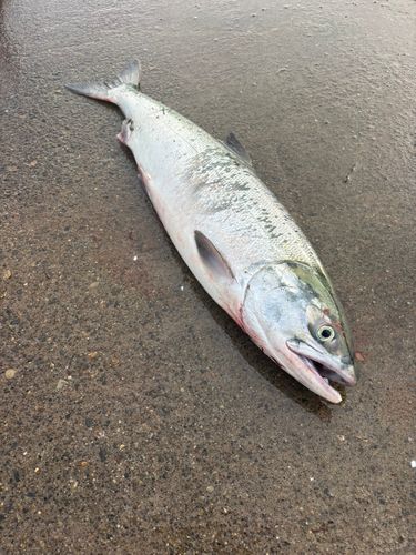 アキアジの釣果