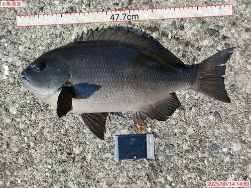グレの釣果