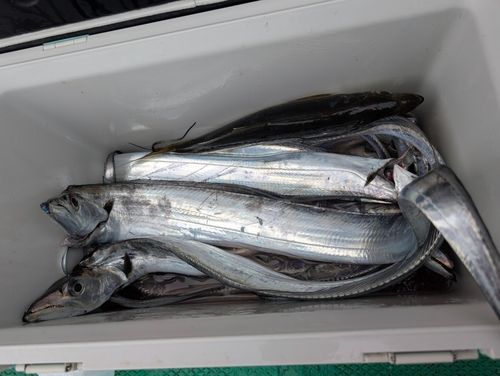 タチウオの釣果