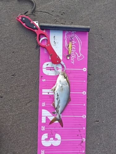 カンパチの釣果
