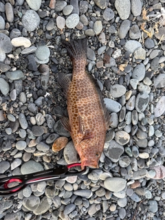 オオモンハタの釣果
