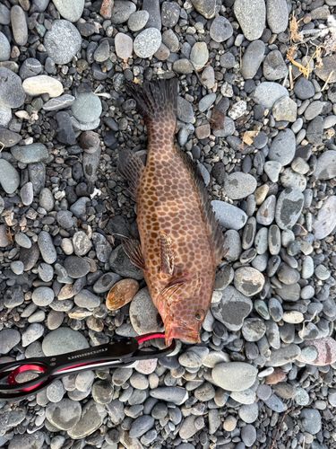 オオモンハタの釣果