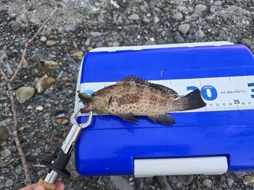 オオモンハタの釣果