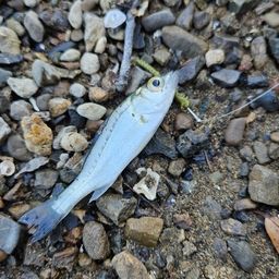 セイゴ（マルスズキ）