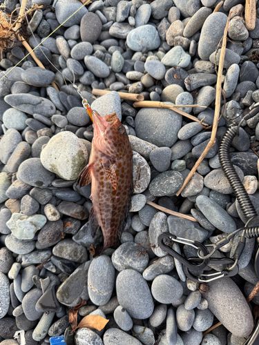 オオモンハタの釣果