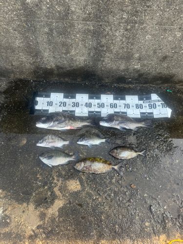 チヌの釣果