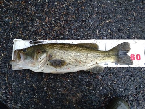 ラージマウスバスの釣果