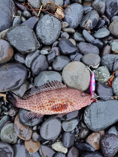 オオモンハタの釣果