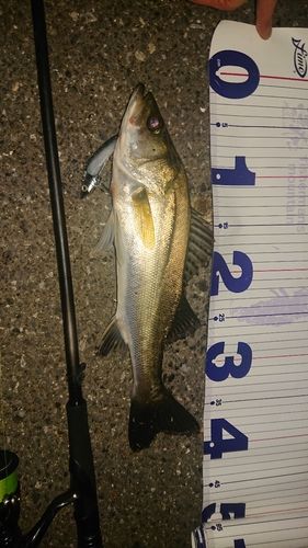 シーバスの釣果