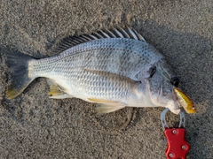 キビレの釣果