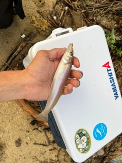 キスの釣果
