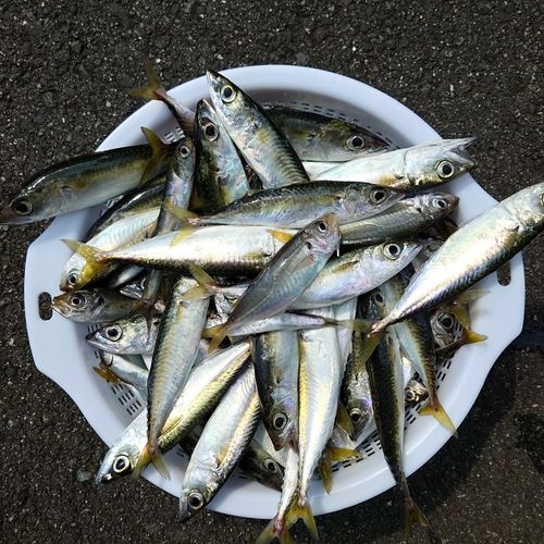 サバの釣果
