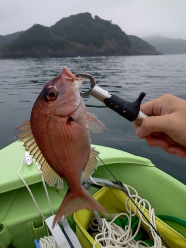 マダイの釣果