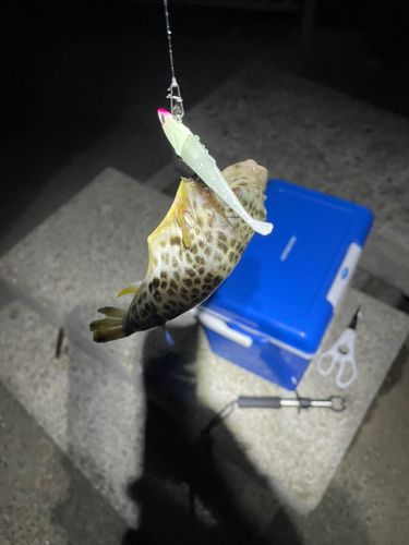 クサフグの釣果