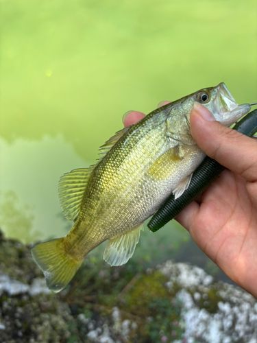 物部川で釣れたブラックバスの釣り・釣果情報 - アングラーズ