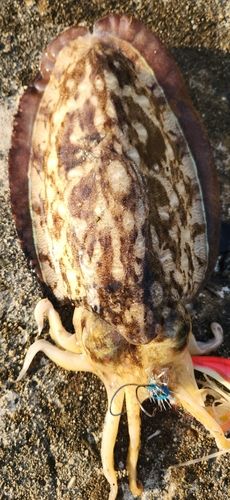 コウイカの釣果