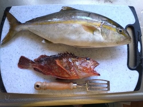 カンパチの釣果