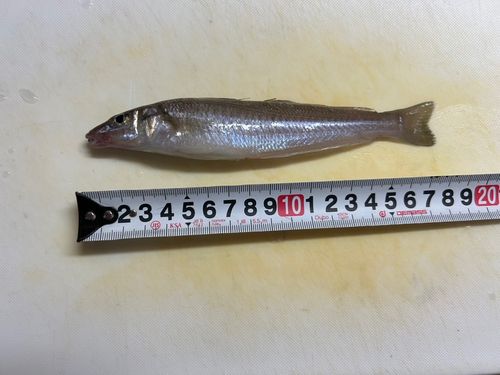 キスの釣果