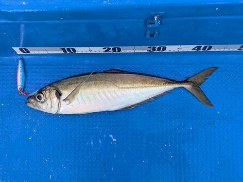 タチウオの釣果