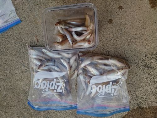 シロギスの釣果