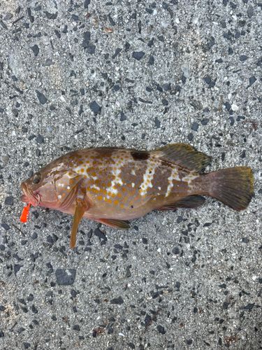 アコウの釣果