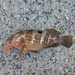 アコウ