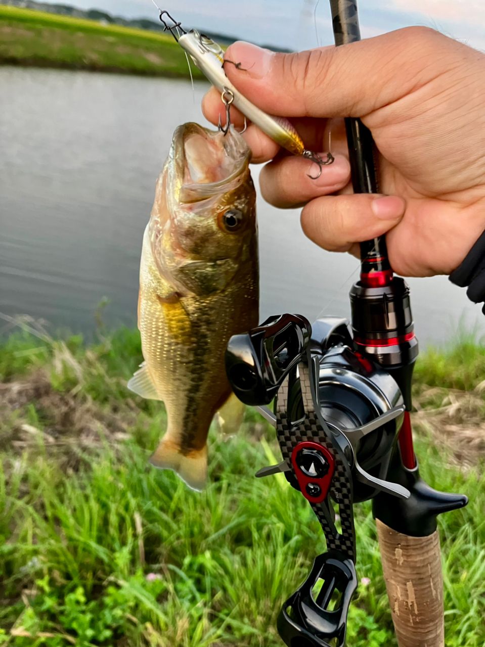 ラージマウスバス