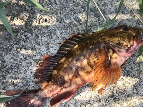 ガシラの釣果