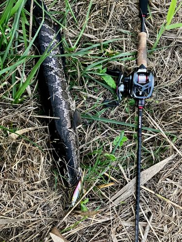 ライギョの釣果