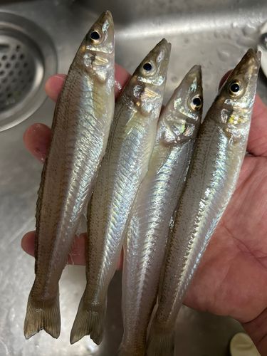 キスの釣果